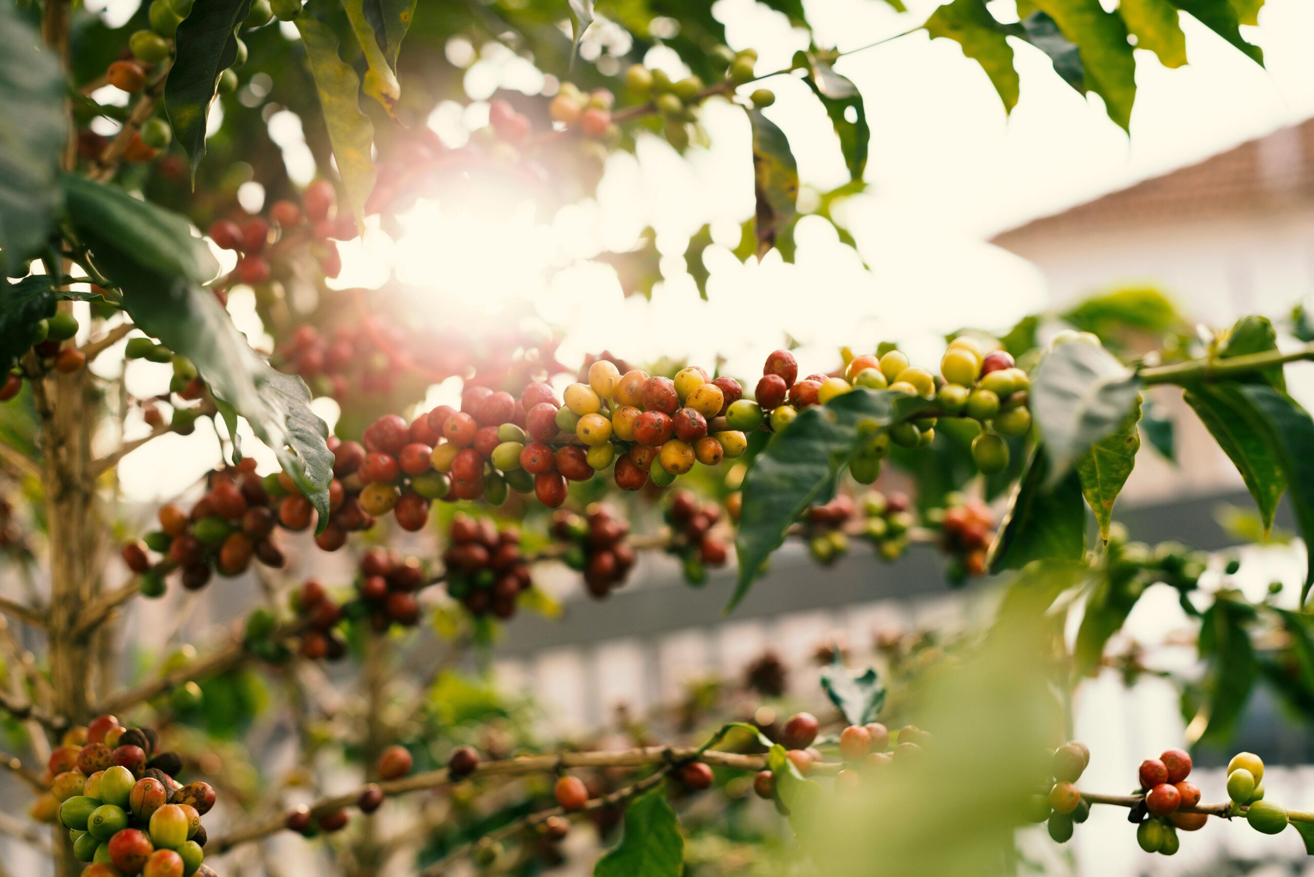 Deště vs. sucho – vliv klimatické změny na produkci kávy