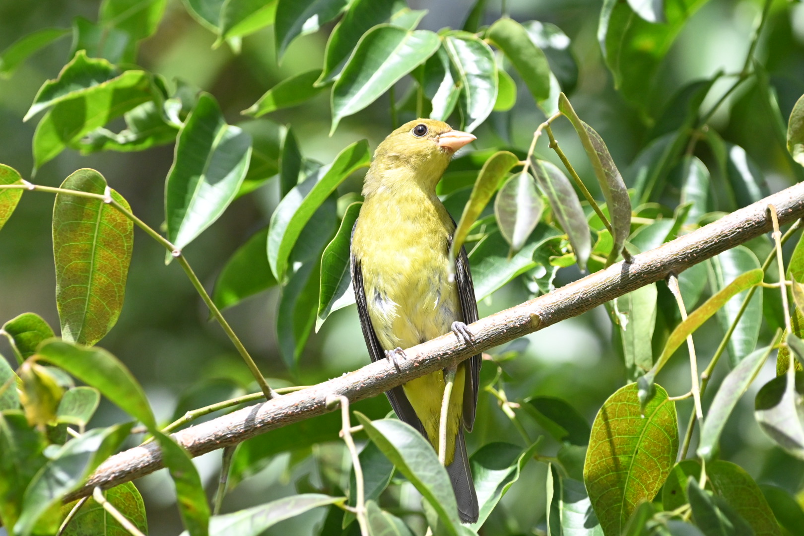 O čem vlastně švitoří Bird Friendly?