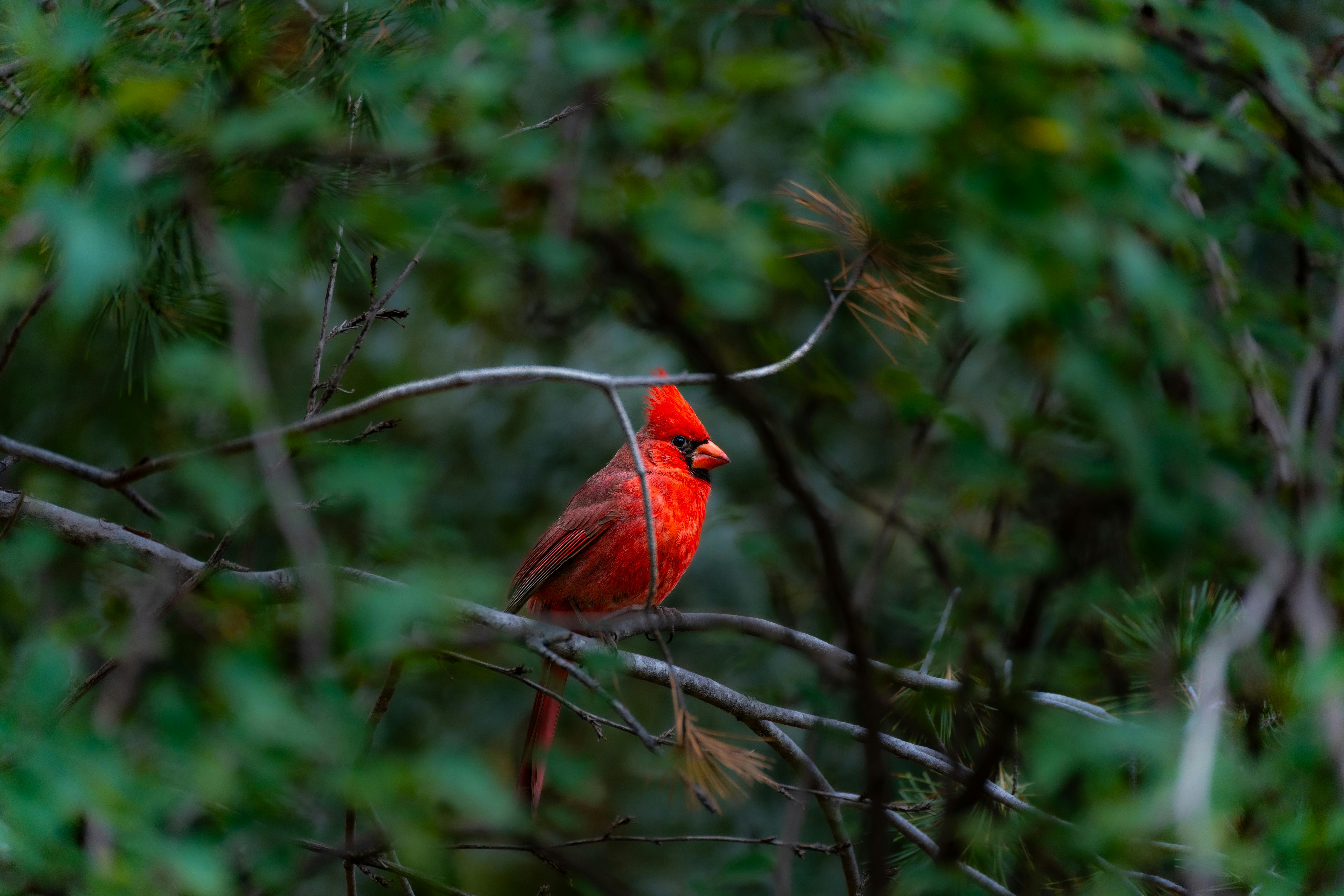 Od migrácie k certifikácii s Kirstin Hill z Bird Friendly