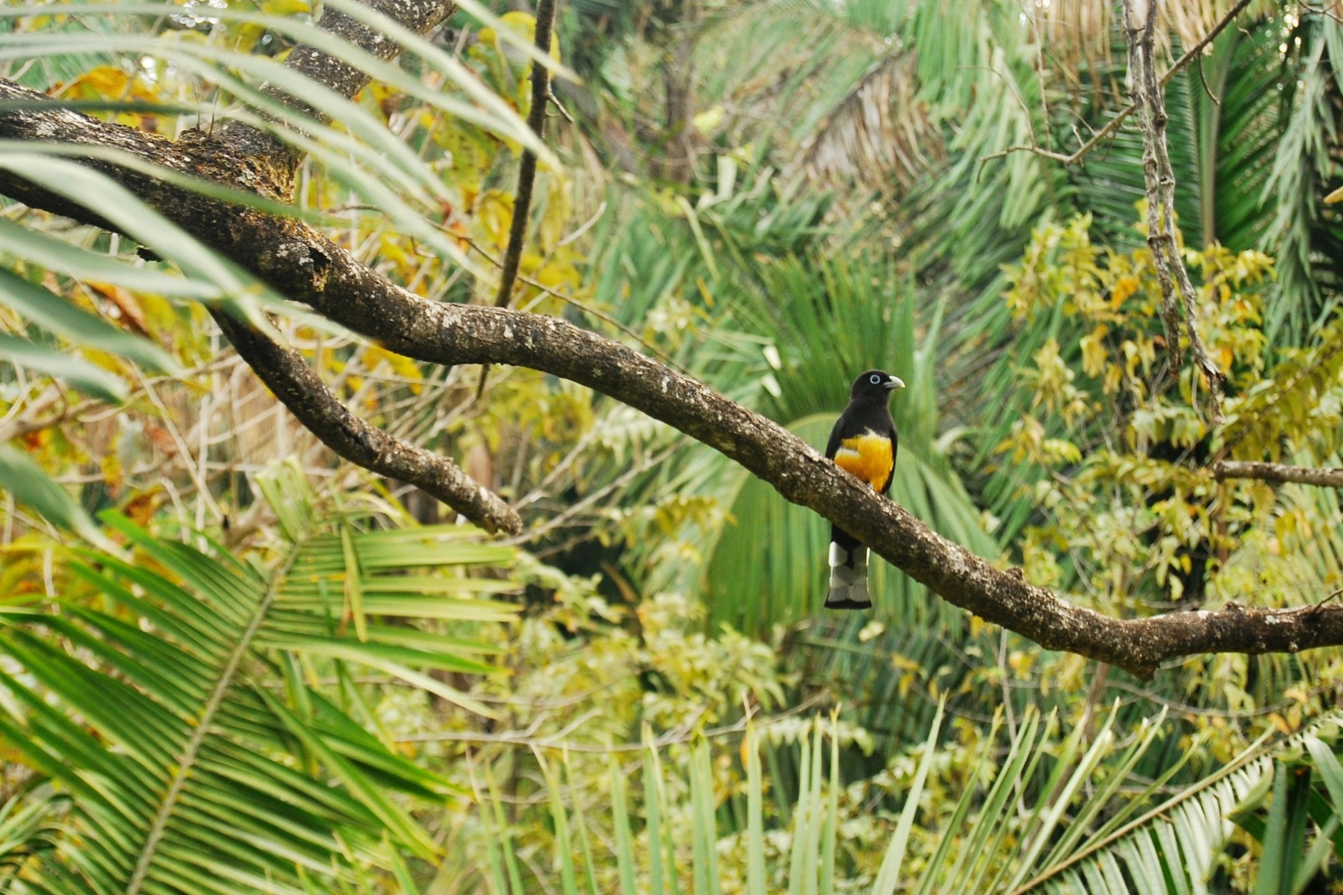 Bird Friendly káva potrebuje podporu priemyslu