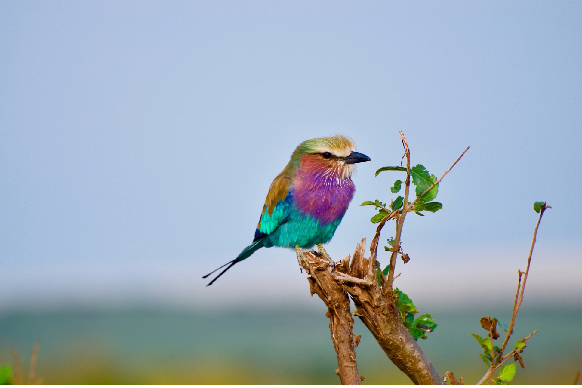 Akým prekážkam čelí Bird Friendly káva?