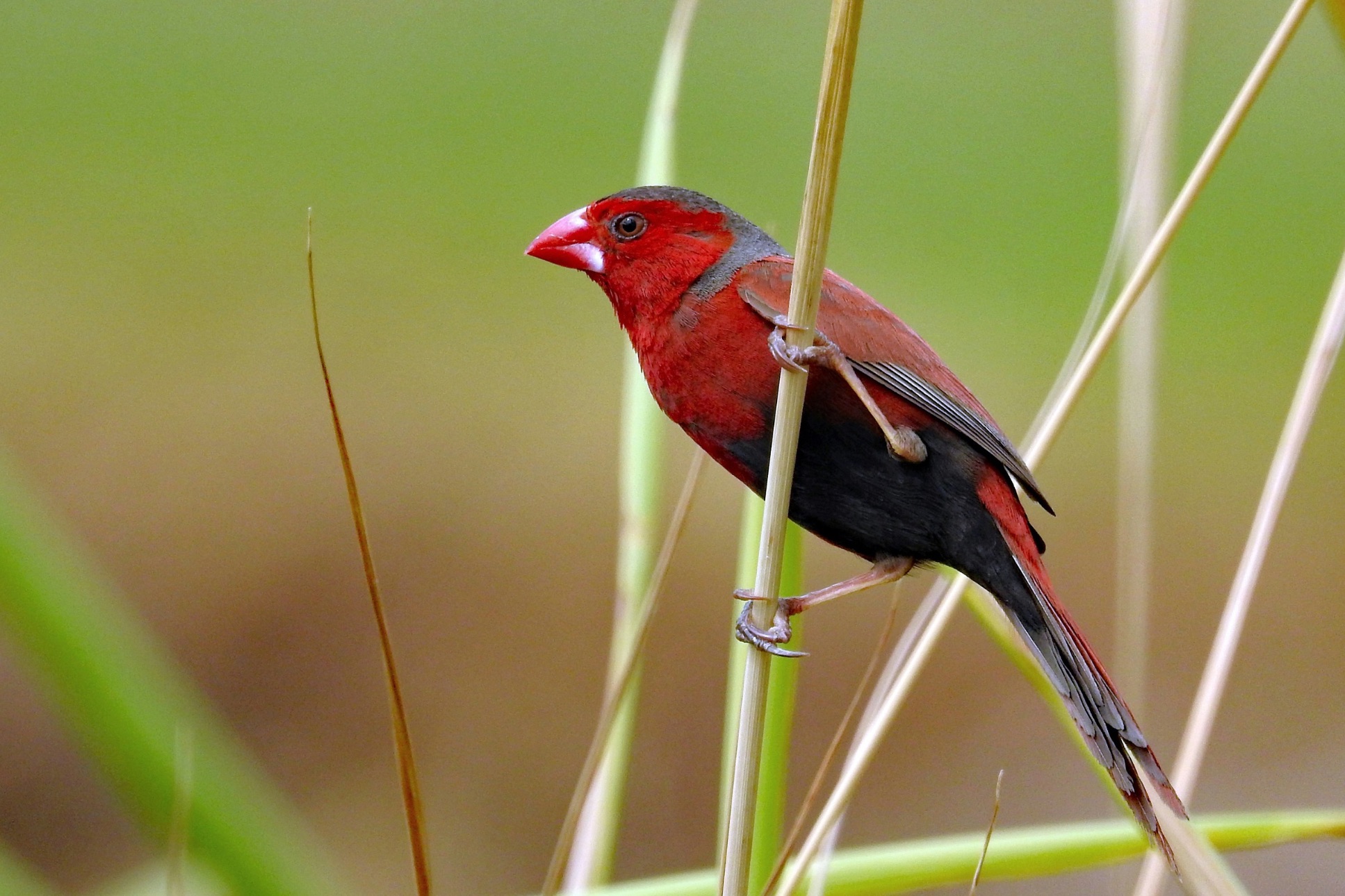 Čím viac Bird Friendly, tým lepšia chuť?