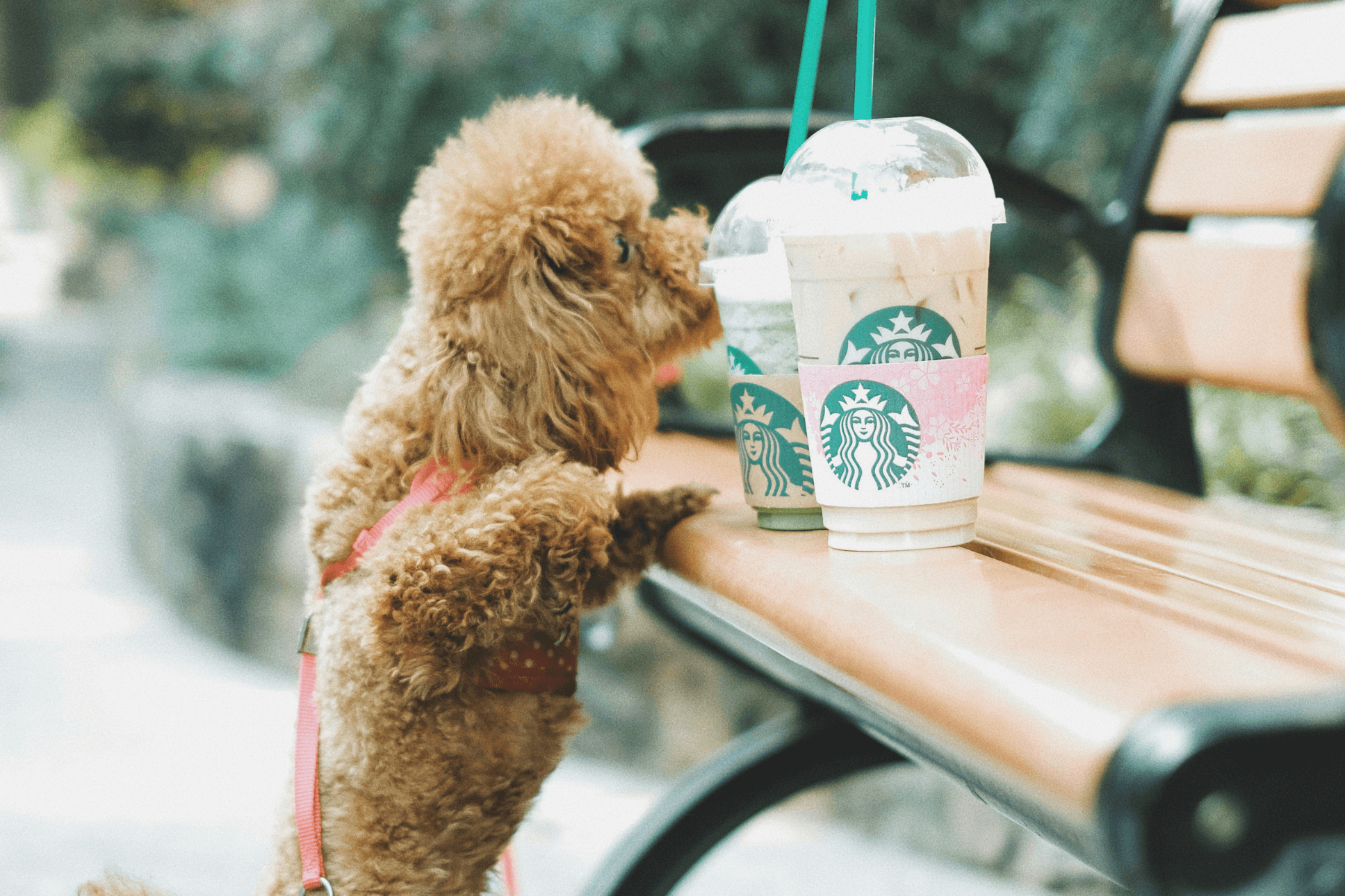 Po babyccine prichádza puppiccino, no je pre psov zdravé?