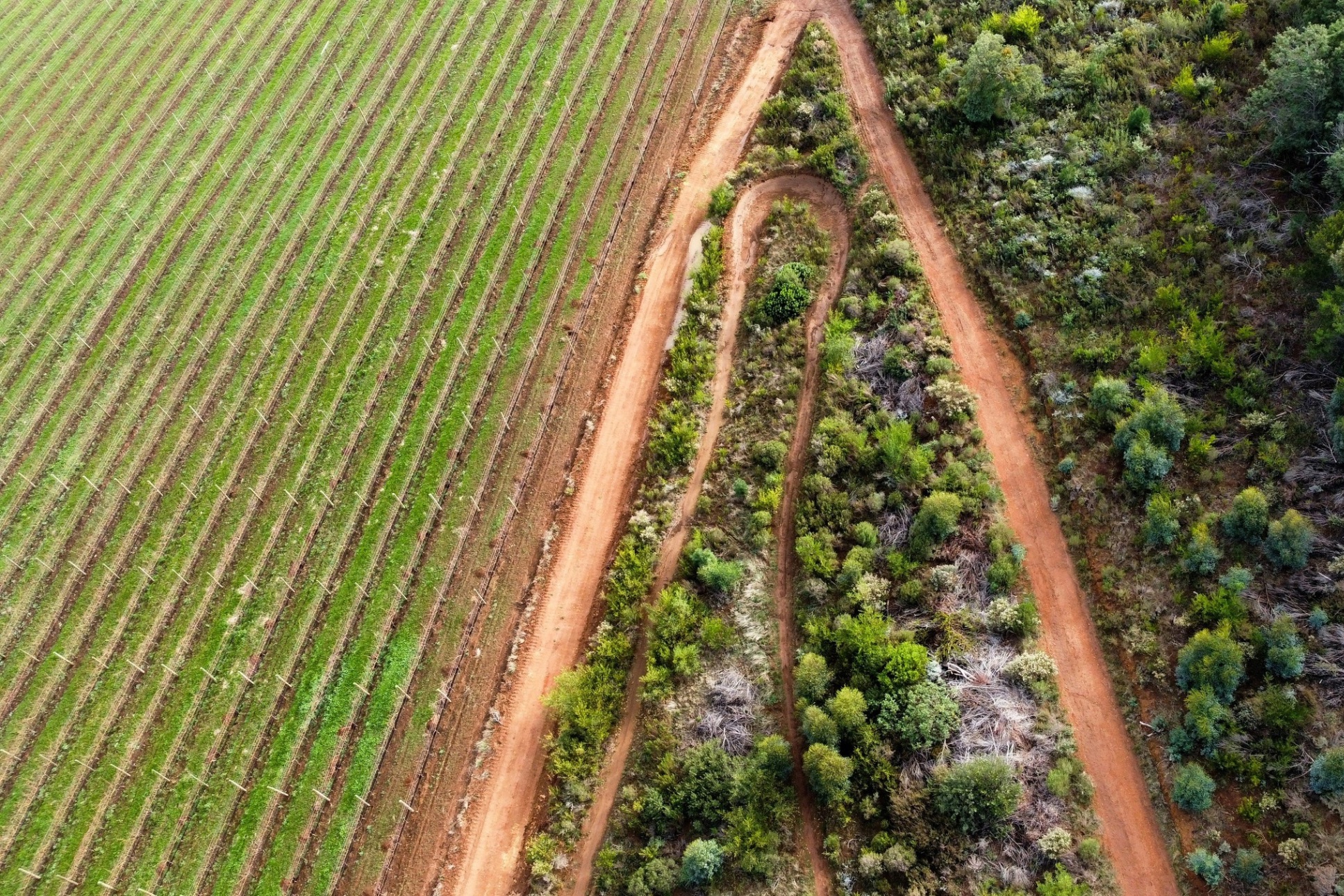 Biodiverzita chrání budoucí šálek kávy i rovnováhu v krajině