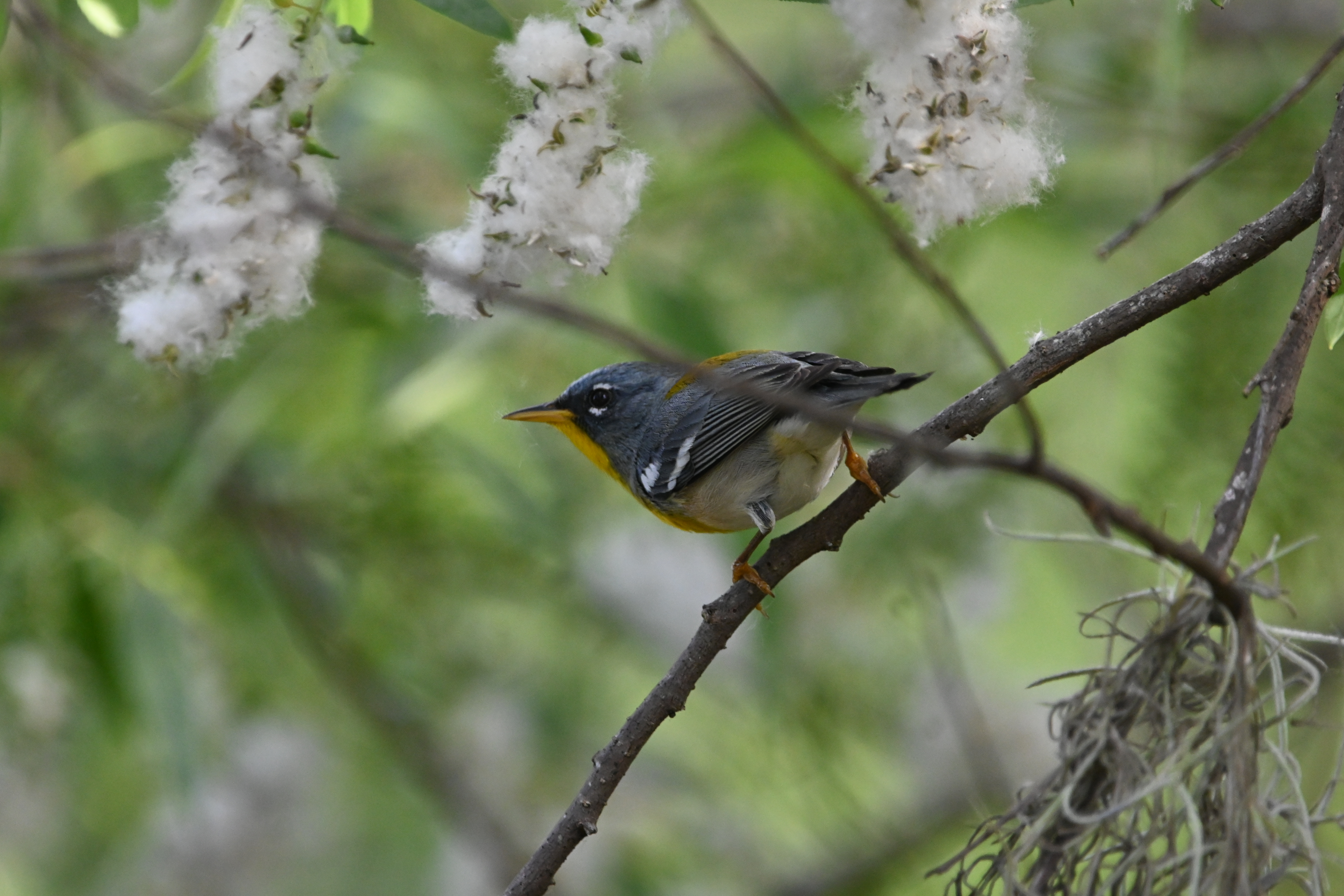 parula