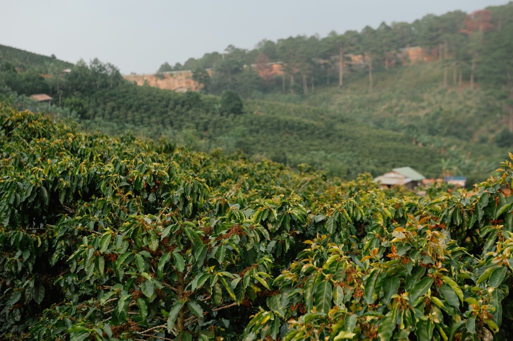 Kávovníky na kávové farmě ve Vietnamu.