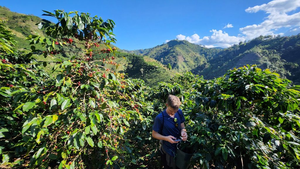 Kávovníky s plody na farmě s výhledem na okolní kopce.